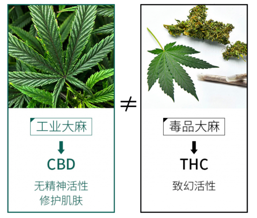 革新大麻護(hù)膚定義，魔力肌源探索CBD護(hù)膚奧秘